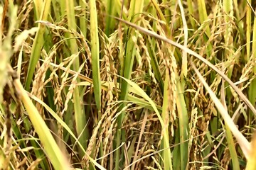 Close-up of golden rice grains and green paddy stalks in harvest season, Thailand agricultural field