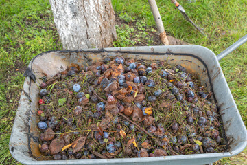 Close-up of rotten fruit in a wheelbarrow. Rotten damsons, leaves, and green waste lie in an old wheelbarrow. The mixture clearly shows the advanced state of decomposition.