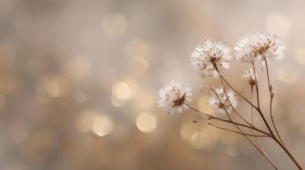 Delicate White Flowers with Bokeh Background in Soft Focus