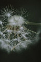 Fototapeta premium dandelion seed head