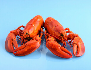 Two bright red cooked lobsters are arranged on a clean light blue background, showcasing their large claws and vibrant shells.