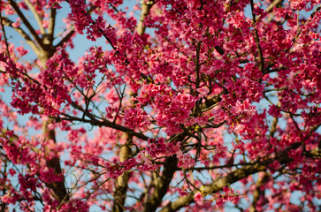 red leaves background