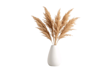Natural beige pampas grass plumes arranged in simple white minimalist ceramic vase, isolated on a transparent background
