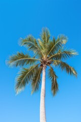 A lone palm tree stands tall against a clear blue sky.