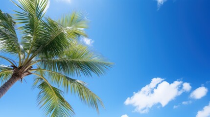 A palm tree with green fronds against a clear blue sky with a few white clouds.