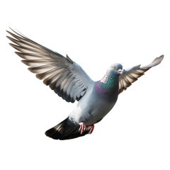 Obraz premium Pigeon in Flight with Wings Spread Wide Against Black Background City Bird Soaring Above Urban Landscape Symbolizing Freedom and Grace