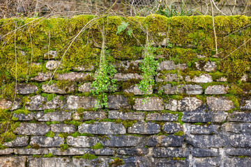 Green moss and dry branches covered stone wall fence. Stone brick wall overgrown with small plants