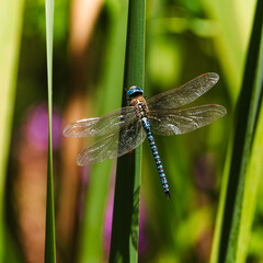 blue dragonfly with outstretched wings sitting on green reeds