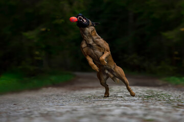 Belgian Shepherd dog jumping in the forest with a ball in its mouth