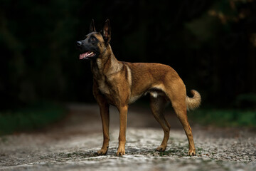Belgian Malinois: Alert and Ready on a Forest Path