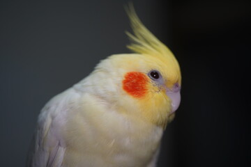 Cockatiel.