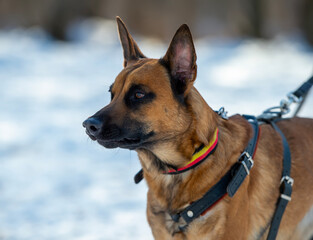 Portrait of a belgian shepherd malinois dog on a walk in the park in winter