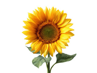 Obraz premium Vibrant yellow sunflower with green leaves on a dark background petals center, Isolated, Png Transparent Background