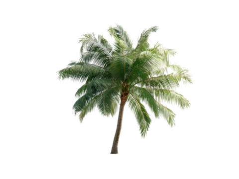 Lush green palm tree with textured trunk and feathery leaves tropical, Isolated, Png Transparent Background