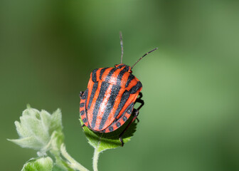 European Strip Beetle