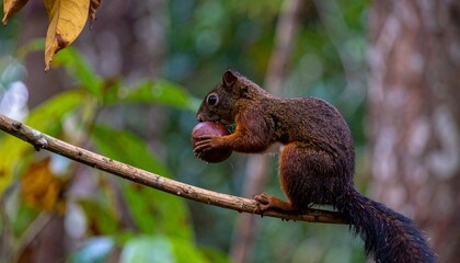 Obraz premium Squirrel with nut