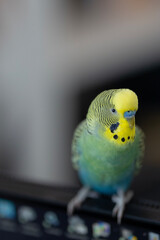 A small pet budgerigar with yellow and green feathers perches on top of a black computer monitor. The small bird has yellow, green, and blue feathers, with a blurred background creating a soft focus.