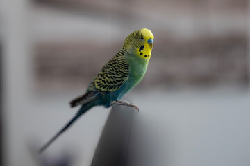 A small pet budgerigar with yellow and green feathers perches on top of a black computer monitor. The small bird has yellow, green, and blue feathers, with a blurred background creating a soft focus.