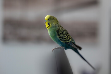 A small pet budgerigar with yellow and green feathers perches on top of a black computer monitor. The small bird has yellow, green, and blue feathers, with a blurred background creating a soft focus.