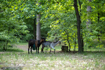 A small herd of domestic goats grazes among the trees on a green lawn. Thanks to the grazing of goats, thickets do not form in the forest park, and the lower part of the trees is clearly visible.