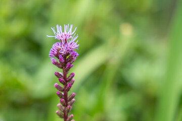 Liatris against a green background. The Liatris plant displays its delicate, filigree flowers in full splendor. The blurred background particularly highlights the vertical structure.