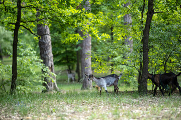 A small herd of domestic goats grazes among the trees on a green lawn. Thanks to the grazing of goats, thickets do not form in the forest park, and the lower part of the trees is clearly visible.