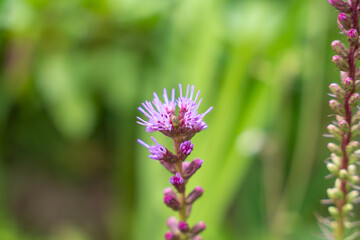 A purple flower of the splendid blaze Liatris spicata rises elegantly from the blurred green background. The fine stamens give it a delicate appearance.