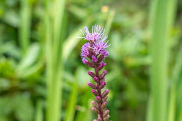 Liatris spicata Spicata liatris in bloom. The violet-purple flowers of the spicata liatris grow spirally on a slender inflorescence. The plant is a popular eye-catcher in perennial beds.