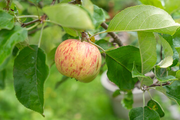 A striped apple hangs ripe on the tree among fresh leaves. Drops on the skin indicate wet weather.