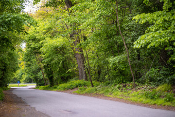 A quiet asphalt road winds through a dense green forest in the spring. The path is lined with tall trees with lush foliage and wildflowers on the roadside.