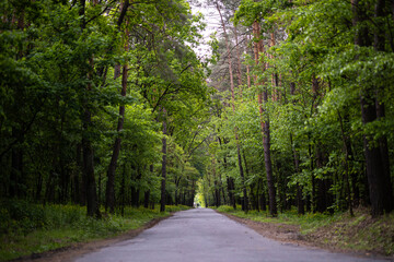 A quiet asphalt road winds through a dense green forest in the spring. The path is lined with tall trees. At the very end of the tunnel of trees, a figure of a walking man can be seen.