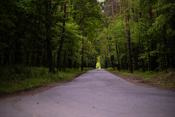 A quiet asphalt road winds through a dense green forest in the spring. The path is lined with tall trees. At the very end of the tunnel of trees, a figure of a walking man can be seen.