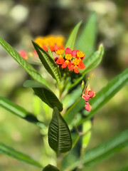 Easter Island (Rapa Nui) enchants with mystical Moai statues, wild Pacific beauty, and ancestral Polynesian culture—timeless and powerful. Île de Pâques, Isla de Pascua.