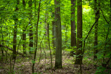 Dense undergrowth of young broadleaf maple shoots on a forest floor. The thin saplings are surrounded by older, larger trees in the background.