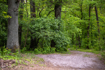 A winding dirt path curves through a dense summer forest of oak and elm trees in Kyiv, Ukraine. The scene is filled with lush green foliage.