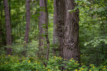 Obraz premium Abundant spring blooming of Greater Celandine - Chelidonium majus, also commonly known as tetterwort, nipplewort, or swallowwort - in a deciduous forest
