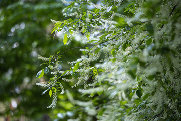 A branch of a blooming Black Cherry tree - Prunus serotina, commonly wild black cherry, rum cherry, or mountain black cherry with drooping clusters of small white flowers.