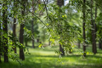 A branch of a blooming Black Cherry tree - Prunus serotina, commonly wild black cherry, rum cherry, or mountain black cherry with drooping clusters of small white flowers.