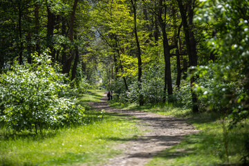 Fototapeta premium A dirt path winds through a sunlit Partisan Glory Park in Kyiv, Ukraine. The trail is surrounded by lush green trees and bushes, with dappled light filtering through the canopy.