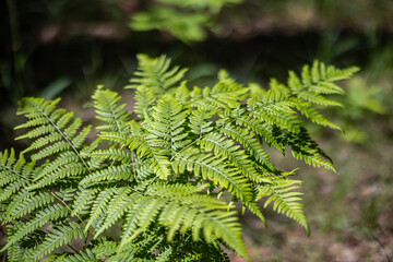 A vibrant green fern frond is illuminated by sunlight against a soft, out-of-focus background. The detailed texture of the individual leaflets is visible.