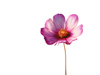 Delicate pink cosmos flower with vibrant orange center on black background bloom petal, Isolated, Png Transparent Background
