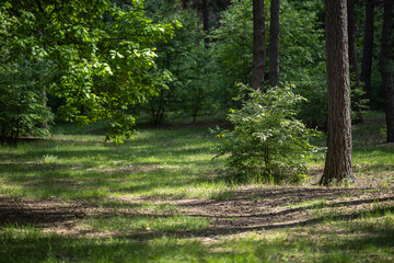 A narrow dirt path winds between old pine trees in a mixed forest park. The sunlit clearing is covered with green grass and pine needles.