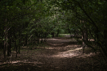A dirt path covered in fallen leaves winds through a dark, dense forest, creating a natural tunnel. Dappled sunlight filters through the thick canopy overhead.