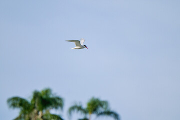 Trinta-réis-de-bico-vermelho pescando na praia do anil em Angra dos Reis, Rio de Janeiro, Brasil