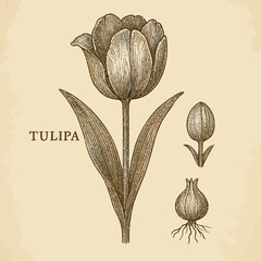 Vintage botanical illustration of a tulip (Tulipa) showing flower, bulb, root, and bud anatomy in engraved etching style — perfect for educational prints, herbarium art, or antique decor