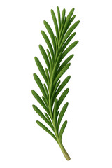 Obraz premium Rosemary sprig with transparent background illustrating medicinal herb