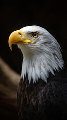Obraz premium Eagle Head Turned Profile Natural Light Depth of Field
