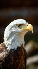Fototapeta premium Eagle Head Turned Profile Natural Light Depth of Field
