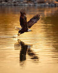 Eagle Hunting Over Water Reflection Golden Hour
