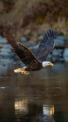 Obraz premium Eagle in Flight Catching Fish Clear River
